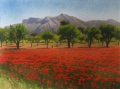 Champ de coquelicots - Exposition au Musée Paul Lafran